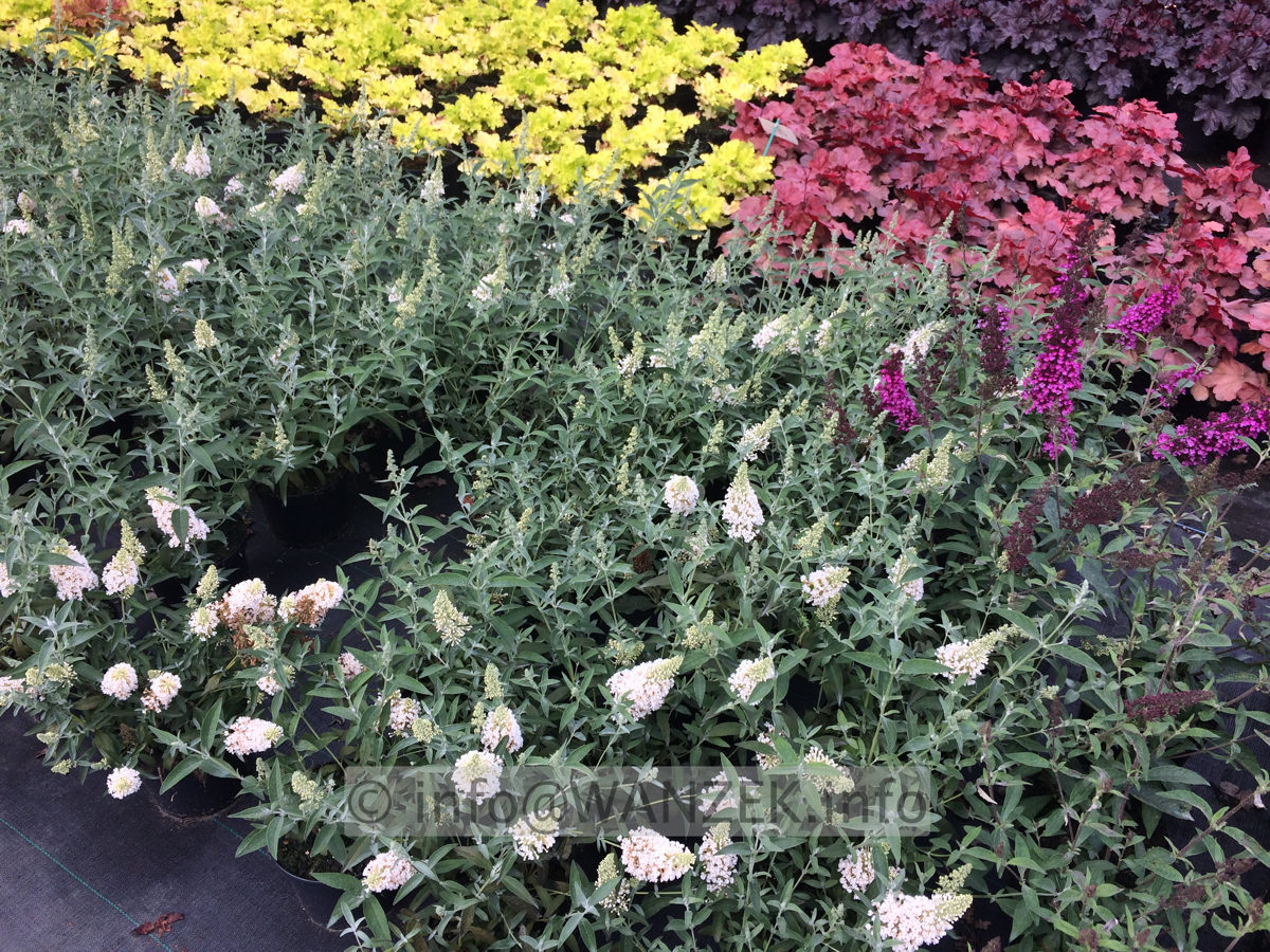 Buddleja BUZZ Ivory.JPG